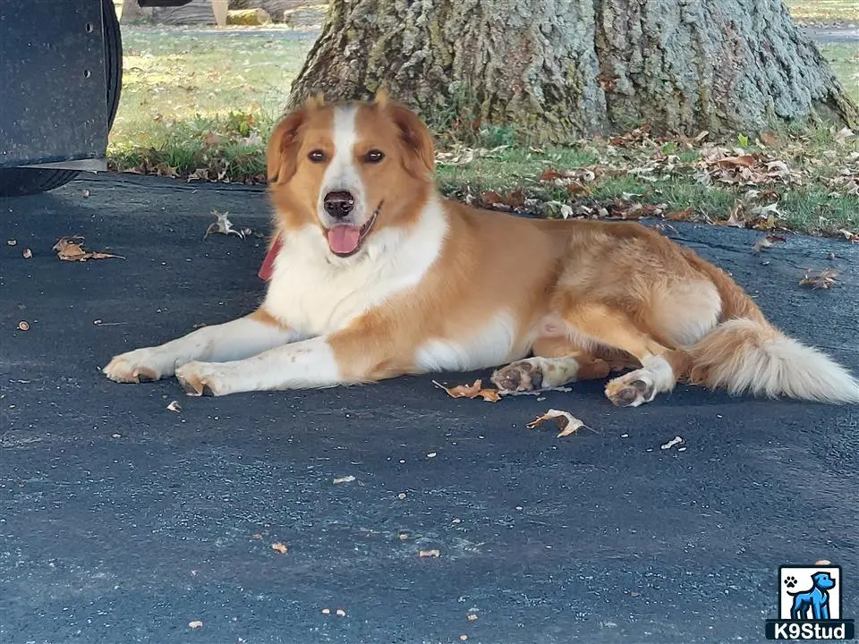 English Shepherd dog